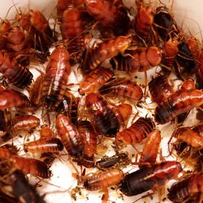 Turkestan cockroach 50pcs Mix