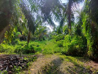 Tanah Pertanian Freehold Pontian Kechil Johor didalam Zoning Kediaman