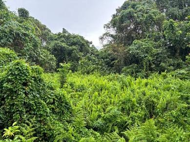 Agricultural-Land-for-sale-Mukah-Sarawak