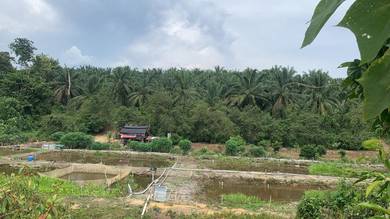 Agricultural-Land-for-sale-Kuala-Kangsar-Perak