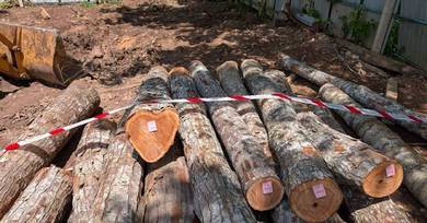 200 acres Marking Timber Logs, Larut Matang Selama, Taiping Perak