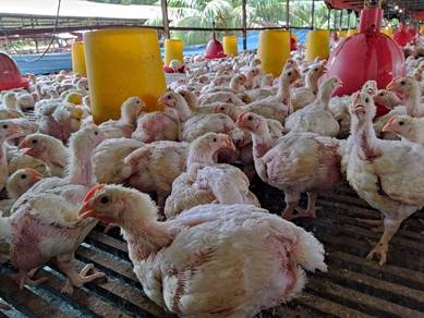 Reban Ayam untuk dijual
