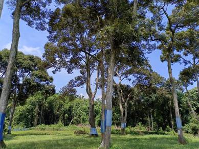 Agricultural-Land-for-sale-Port-Dickson-Negeri-Sembilan