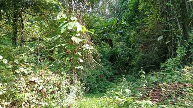 Agricultural-Land-for-sale-Rembau-Negeri-Sembilan