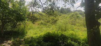 Agricultural-Land-for-sale-Temerloh-Pahang