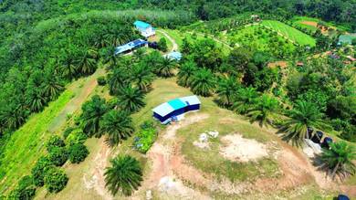 12 Ekar Dusun Durian Kebun Buahan Fasiliti Infra Johol, Kuala Pilah