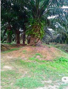 Agricultural-Land-for-sale-Rompin-Pahang