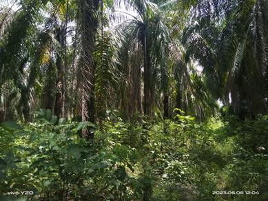 Agricultural-Land-for-rent-Beaufort-Sabah