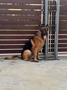 9 Months Pure German Sherpherd