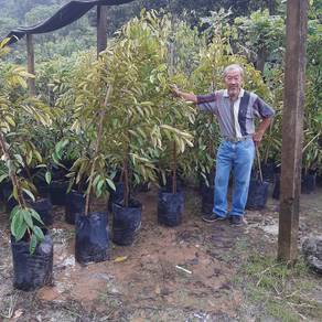 Benih Durian Musang King Tulin Harga Runtuh