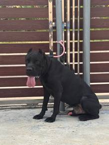 Mka Cane Carso