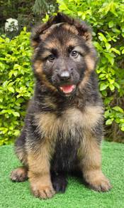German Sherpherd GSD