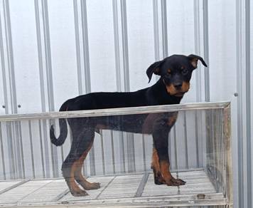 3 Months Rottweiller Puppy