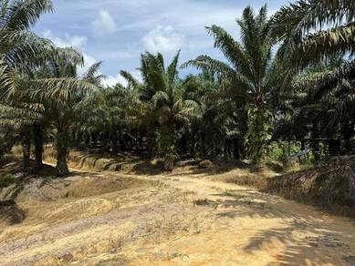 Kluang 66 Acre Oil Palm Land Simpang Renggam w Harvest
