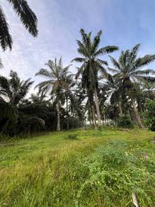 Perak Ayer Tawar 5 Acres Oil Palm Land Freehold 3.9Km To Banks Shops