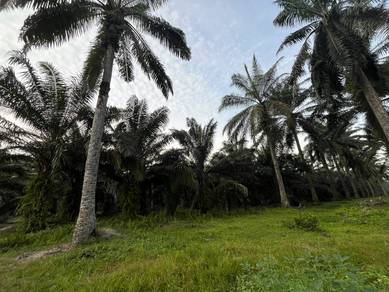 Perak Ayer Tawar 5 Acres Oil Palm Land Freehold 3.9Km To Banks Shops