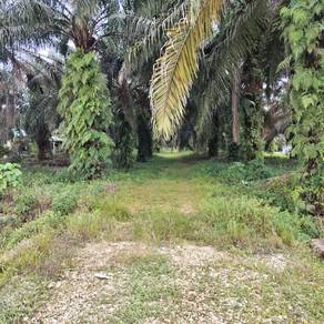 Tanah Pertanian Rizab Melayu Batu 19 Ayer Hitam Muar Johor