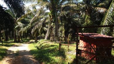 Agricultural-Land-for-sale-Rembau-Negeri-Sembilan