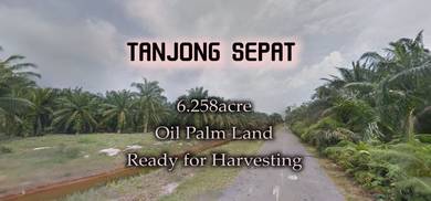 Tanjong Sepat Oil Palm Land 6.258acre 272,599sf Ready For Harvesting