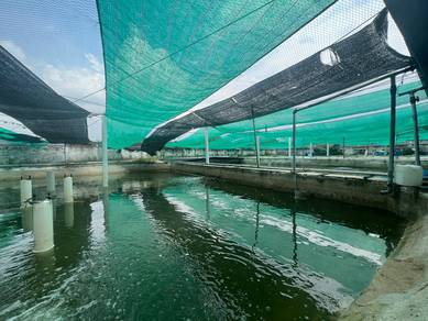 BEDONG KEDAH Fish Farm 27000sf Business Potential Agricultural Land
