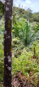 Agricultural-Land-for-sale-Keningau-Sabah