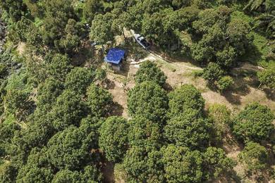 Durian Estate in Bayan Lepas, Penang. Heritage Durian Trees