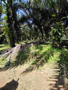 20 acres Main Road Side Oil Palm Freehold Kota Tinggi