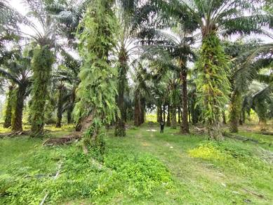 Tanah Kebun Sawit tepi jalan raya di Sidam Kiricuntuk dijual