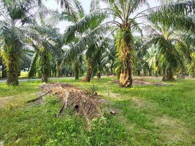 Tanah Kebun Sawit tepi jalan raya di Sidam Kiricuntuk dijual