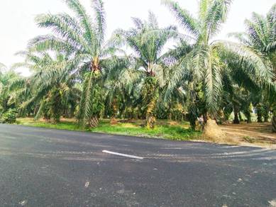 Tanah Kebun Sawit tepi jalan raya di Sidam Kiricuntuk dijual