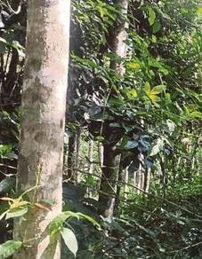Agricultural-Land-for-sale-Rembau-Negeri-Sembilan
