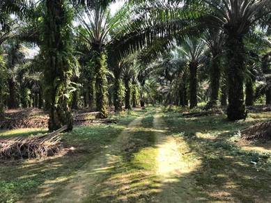 Pekan Nanas Industrial Park 10 Acre Zoning Industrial Land Rm25 psf