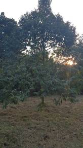 Seremban Agarwood (Aquilaria malaccensis Lam) Land for Sale