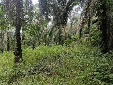 Ladang Sawit Di Maran