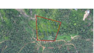 Kebun Sawit Kg Sri Cahaya Kluang Untuk Dijual