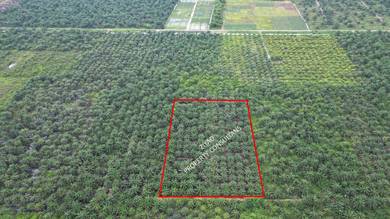 Kebun Sawit untuk Dijual Simpang Renggam
