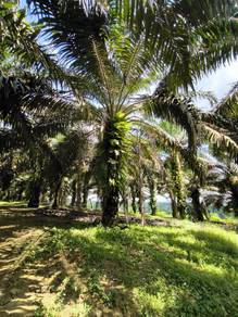 Below Market 10 acres Oil Palm Next to Zon Industry Near Senai Airport