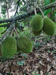 Agricultural-Land-for-sale-Lenggong-Perak