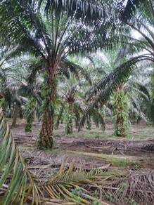 Residential-Land-for-sale-Ulu-Bernam-Selangor