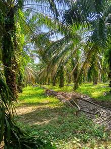 Ladang Sawit 4.3 Ekar Mukim Lepar, Pekan, Pahang [BEBAS BANJIR]