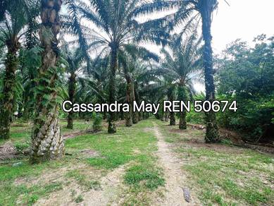 Freehold Agriculture Oil Palm Land Taboh Naning Alor Gajah For Sale