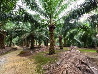 Pontian Johor Kg Ayer Masin 1.51 Acre Freehold Palm Oil Land TnB Road