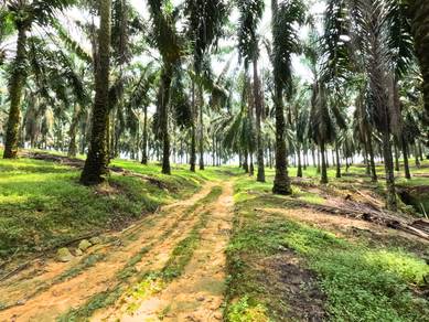 Senai Kulai Seelong 8 Acre Freehold Palm Oil Land 2 Mins Main Road