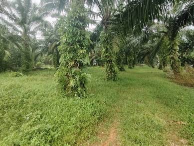 Agricultural-Land-for-sale-Ayer-Baloi-Johor