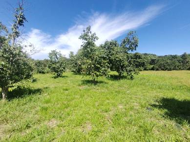 Agricultural-Land-for-sale-Kuala-Linggi-Melaka