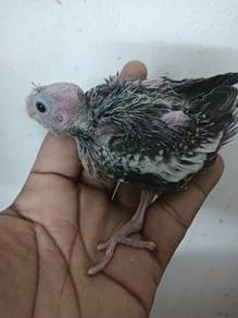 Anak suap cocktail