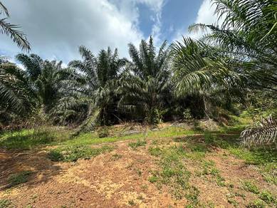 Melaka Alor Gajah Freehold Oil Palm Land