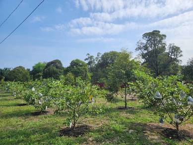 Melaka Alor Gajah Lendu Freehold Durian Land for Sale