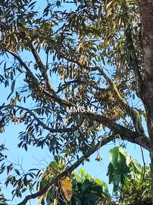 Lanchang Pahang durian plantation freehold for sale