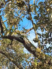 Lanchang Pahang durian plantation freehold for sale